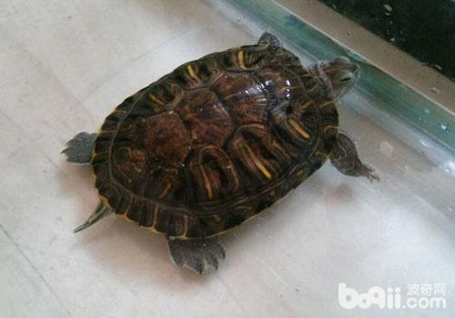 乌龟吃什么补钙(乌龟补钙吃什么食物)-硒宝网