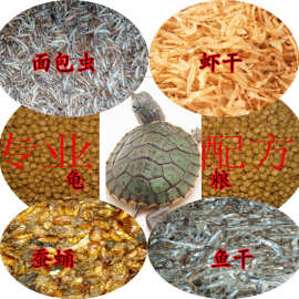 乌龟吃什么补钙(乌龟补钙吃什么食物)-硒宝网