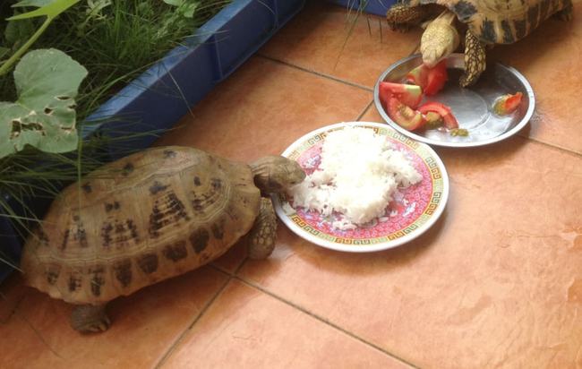 乌龟吃什么补钙(乌龟补钙吃什么食物)-硒宝网