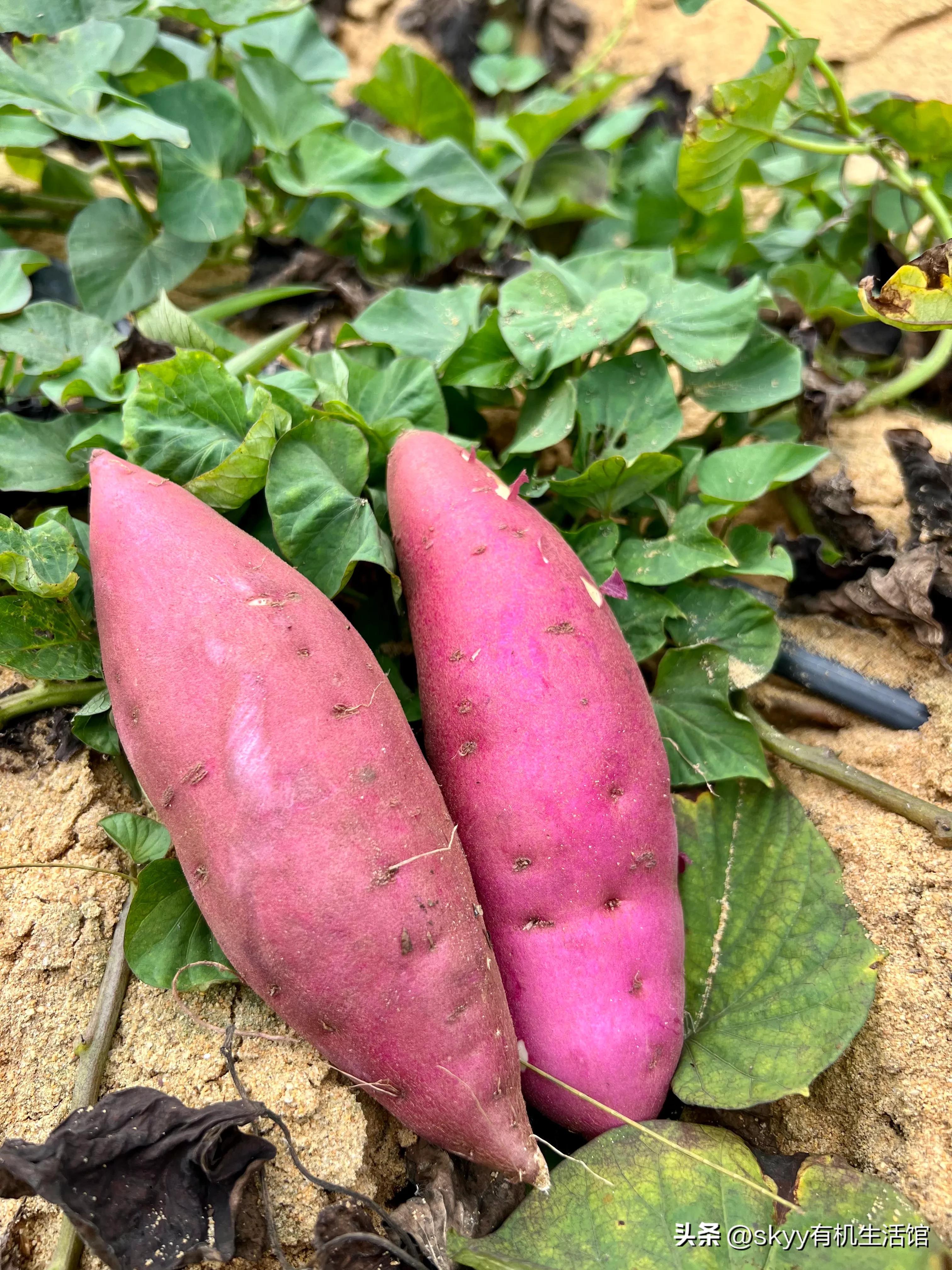 什么是富硒地瓜（富硒地瓜好吗）-硒宝网