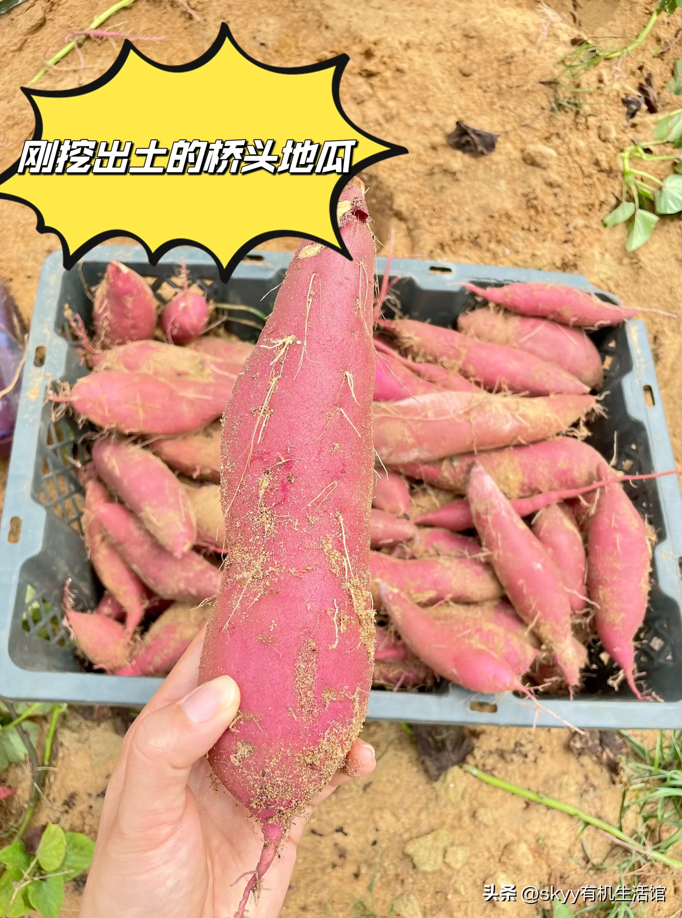 什么是富硒地瓜（富硒地瓜好吗）-硒宝网