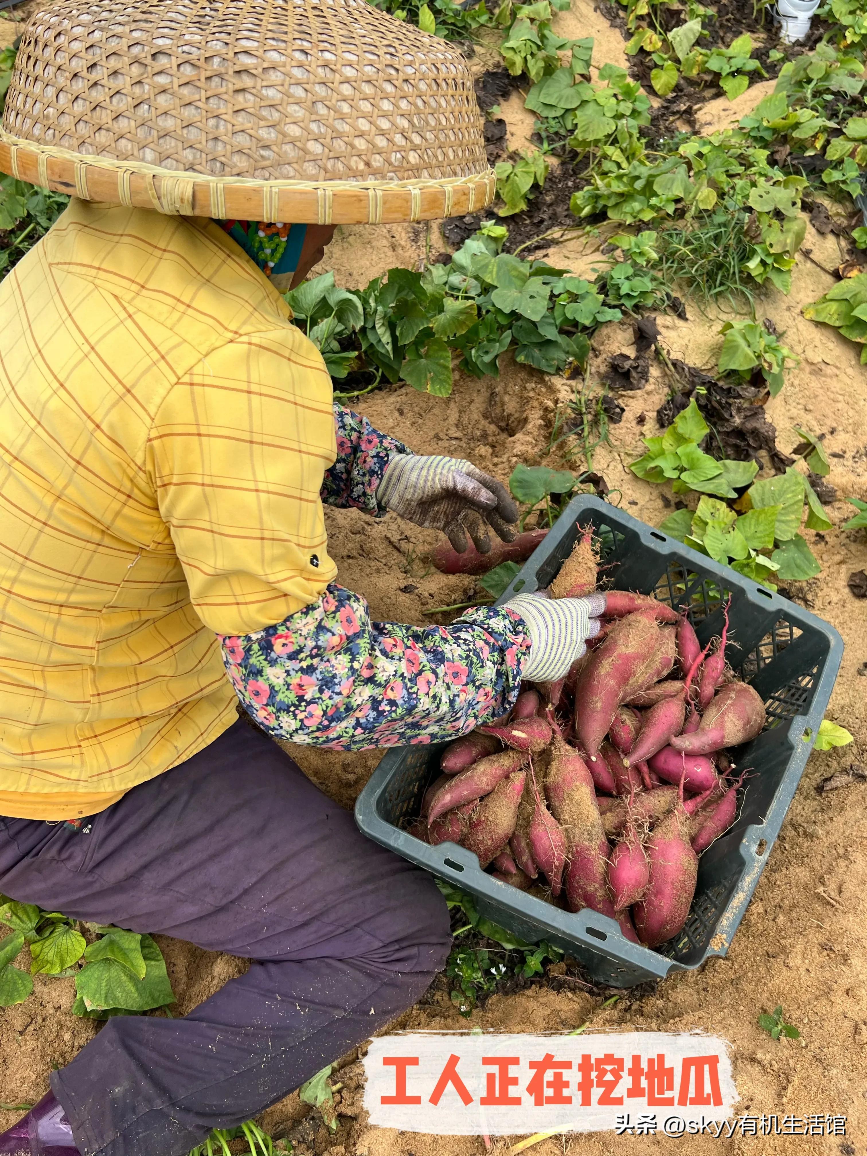 什么是富硒地瓜（富硒地瓜好吗）-硒宝网
