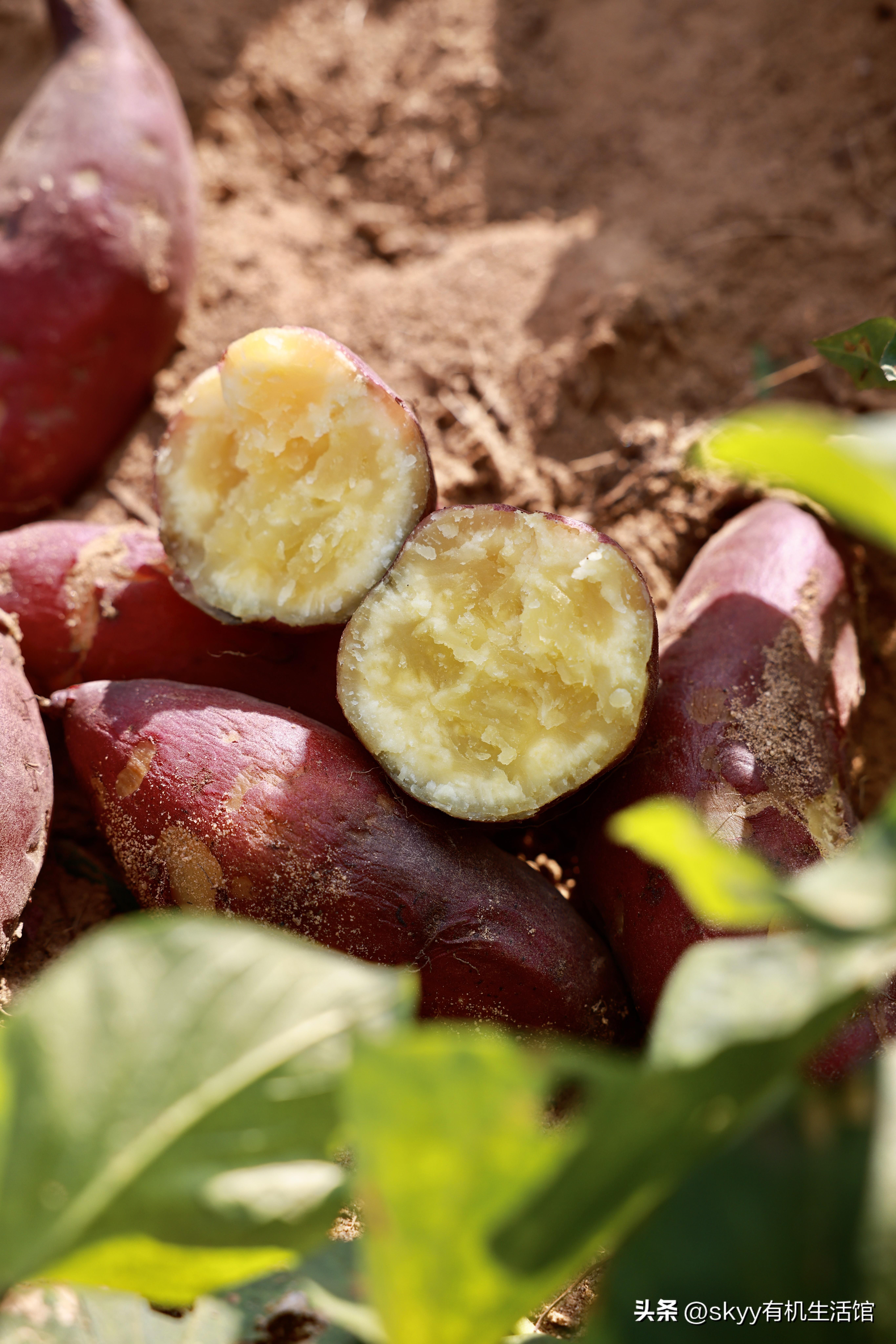 什么是富硒地瓜（富硒地瓜好吗）-硒宝网