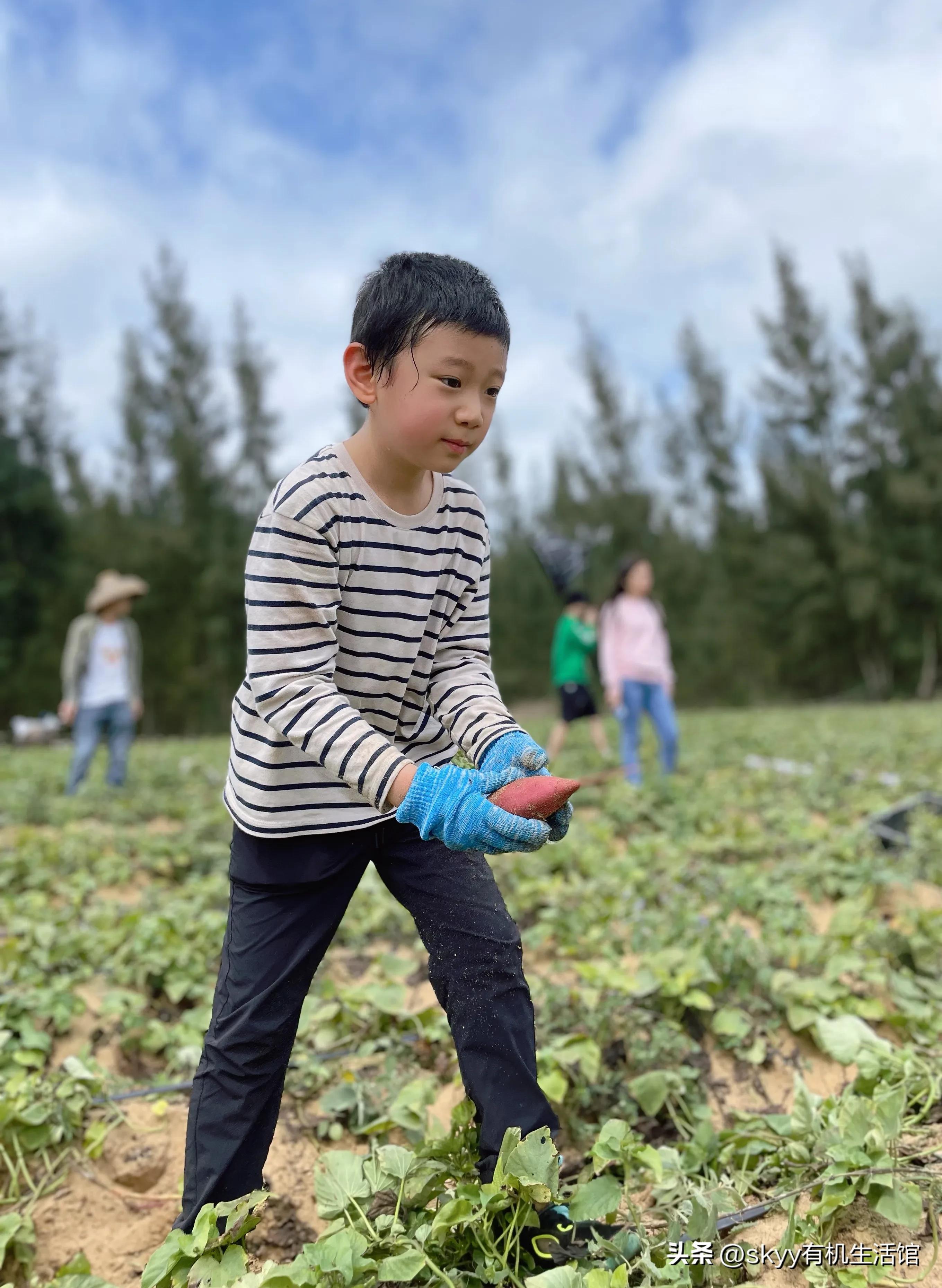 什么是富硒地瓜（富硒地瓜好吗）-硒宝网