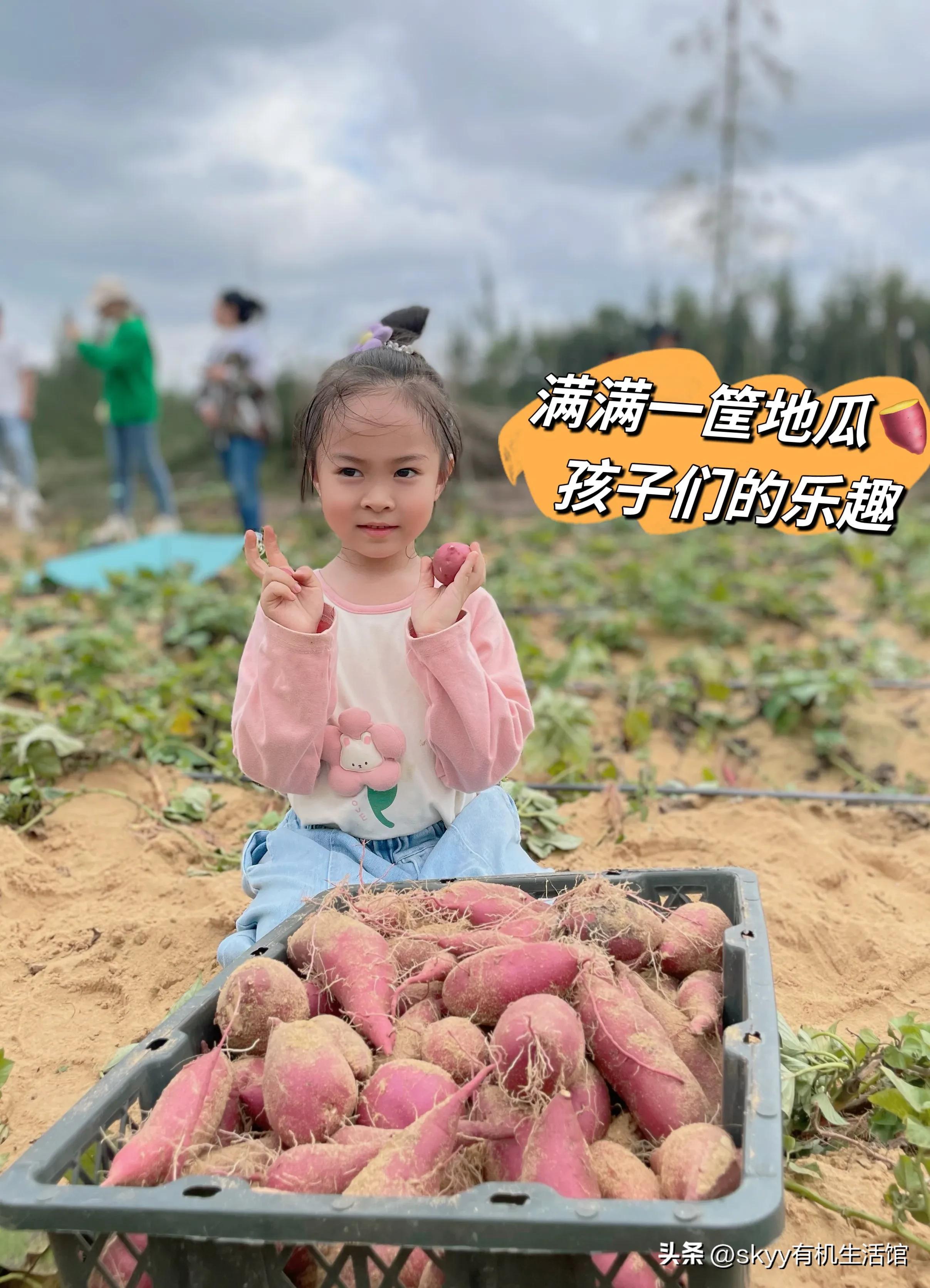 什么是富硒地瓜（富硒地瓜好吗）-硒宝网