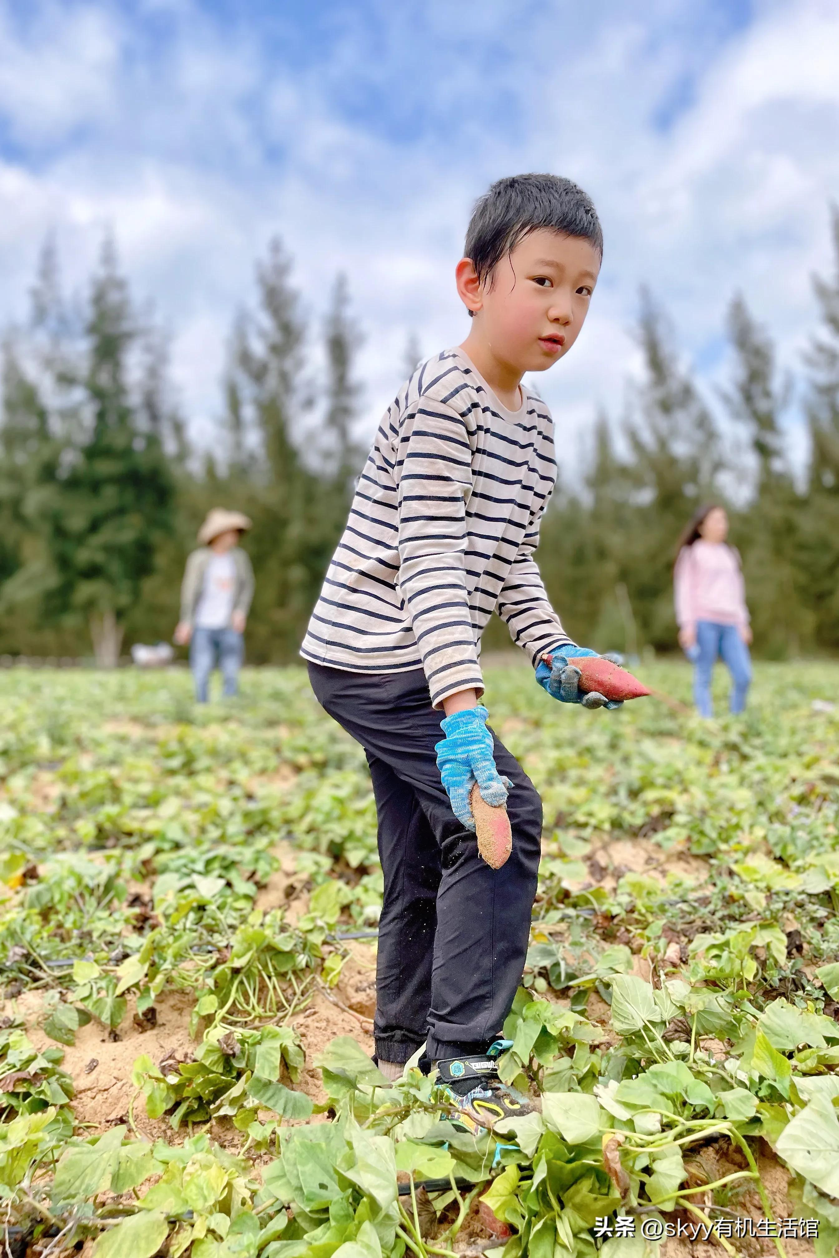 什么是富硒地瓜（富硒地瓜好吗）-硒宝网