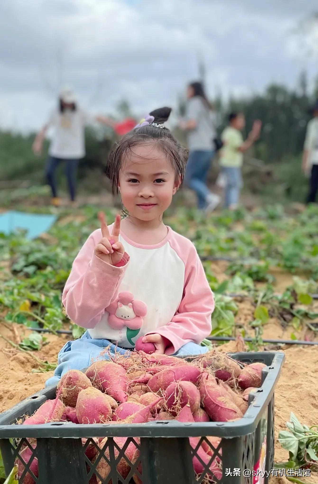 什么是富硒地瓜（富硒地瓜好吗）-硒宝网