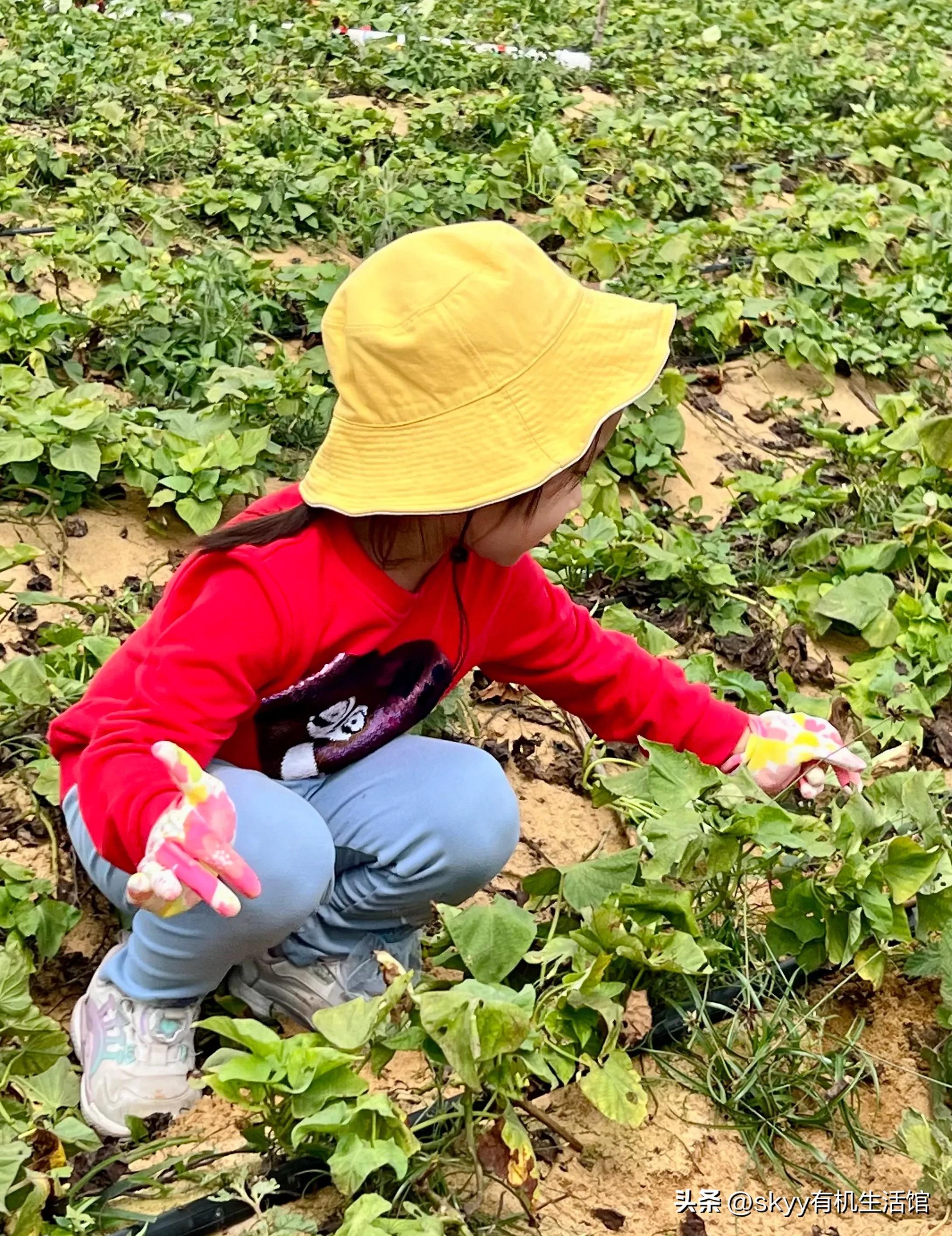 什么是富硒地瓜（富硒地瓜好吗）-硒宝网