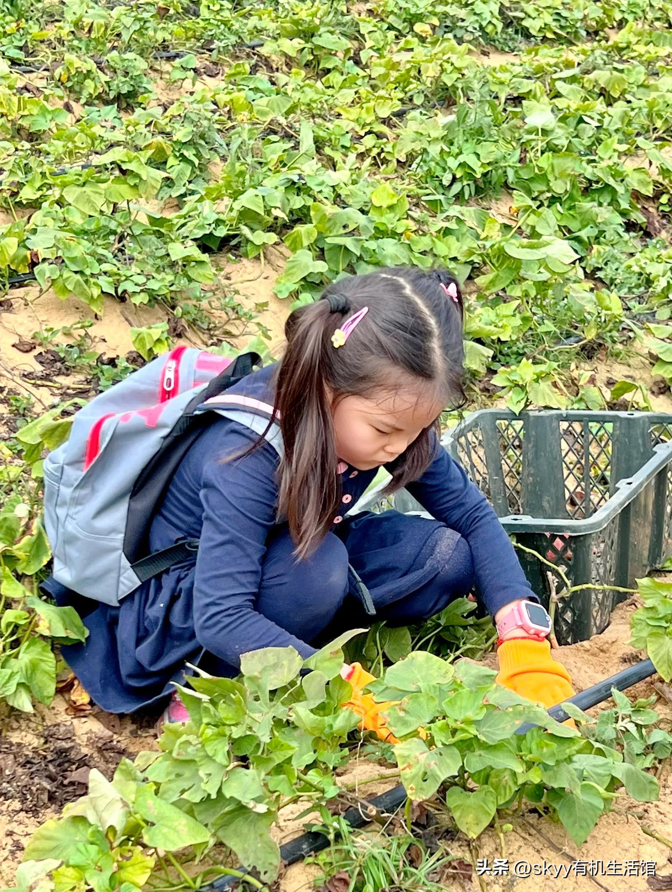 什么是富硒地瓜（富硒地瓜好吗）-硒宝网