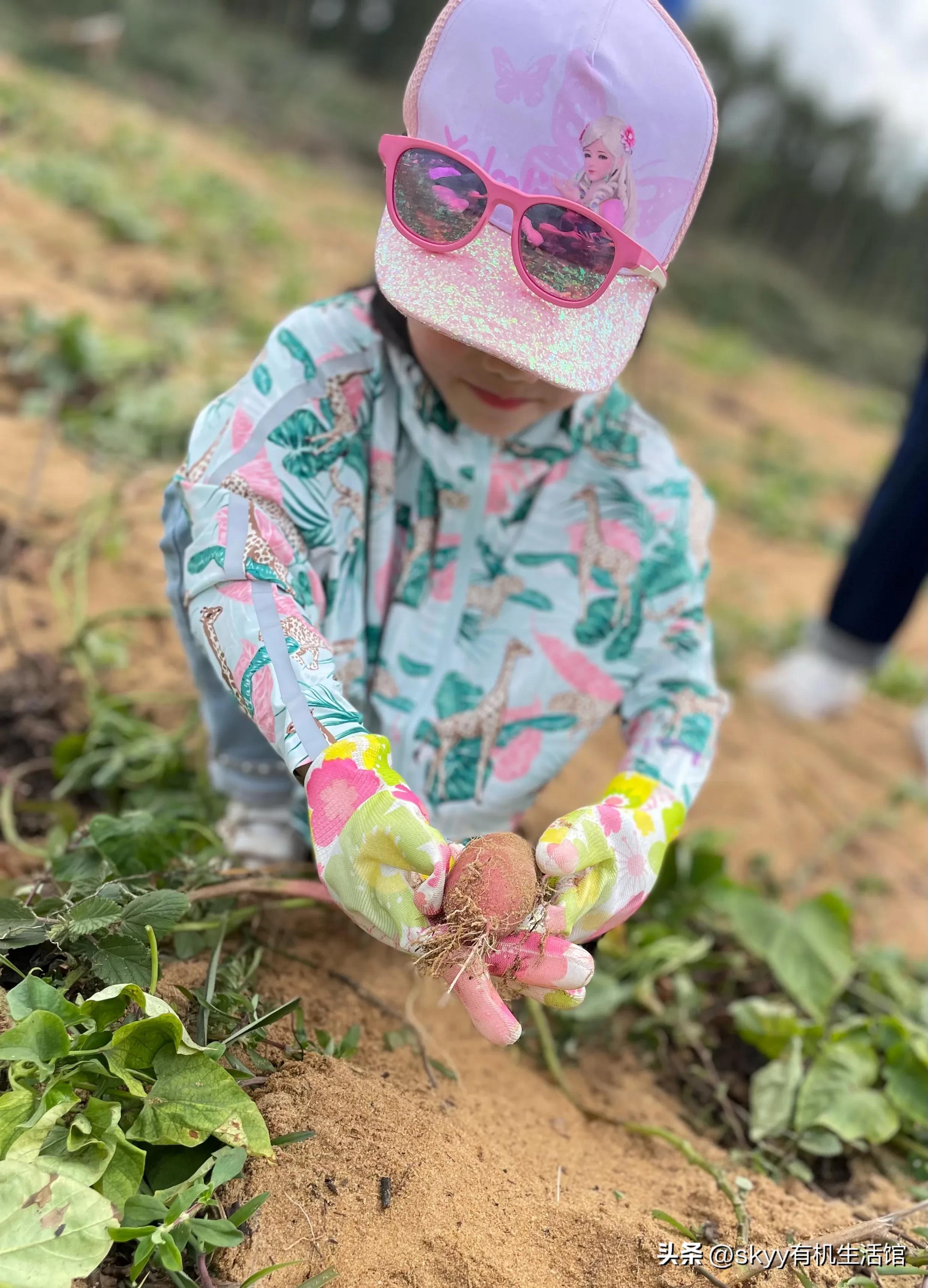 什么是富硒地瓜（富硒地瓜好吗）-硒宝网