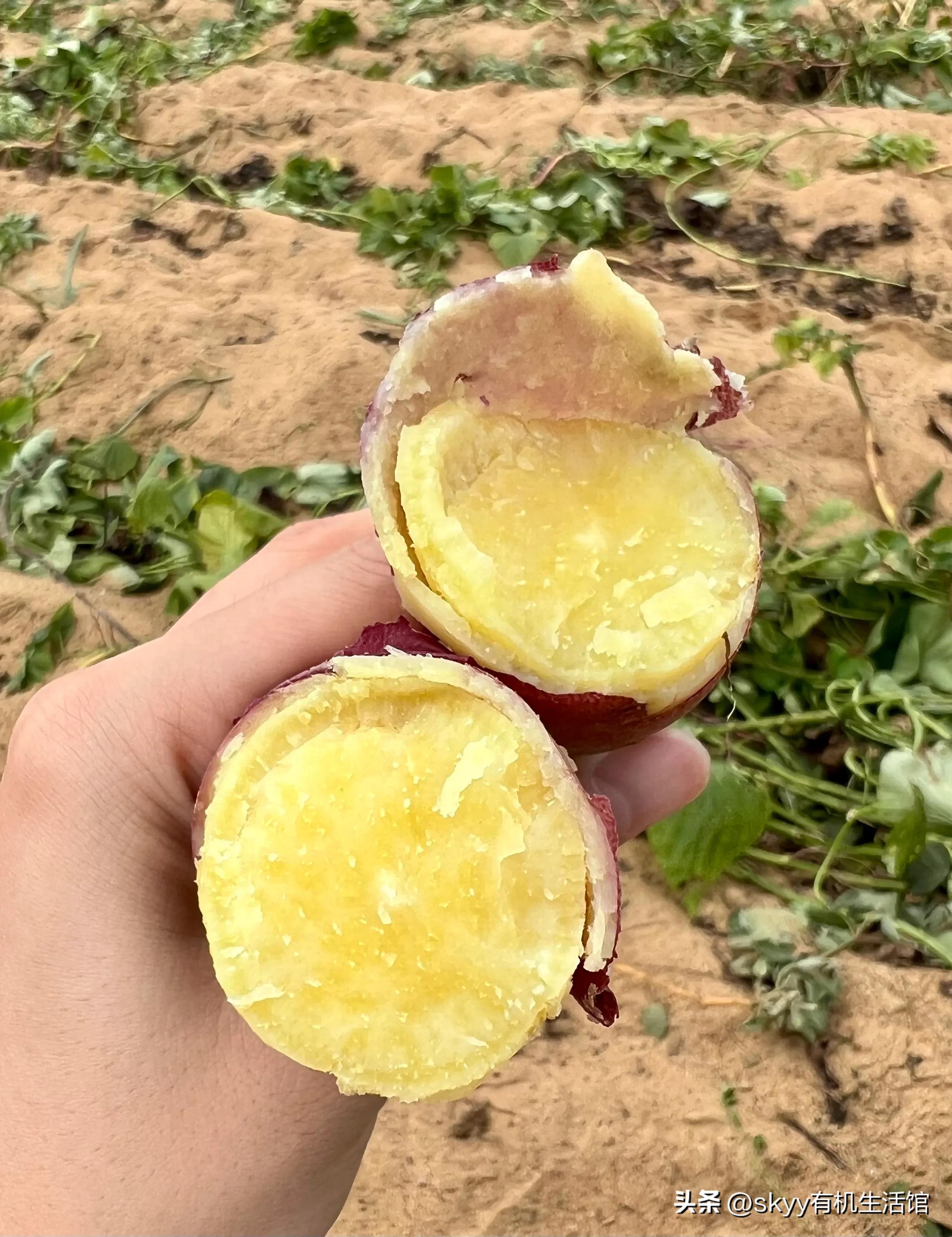 什么是富硒地瓜（富硒地瓜好吗）-硒宝网