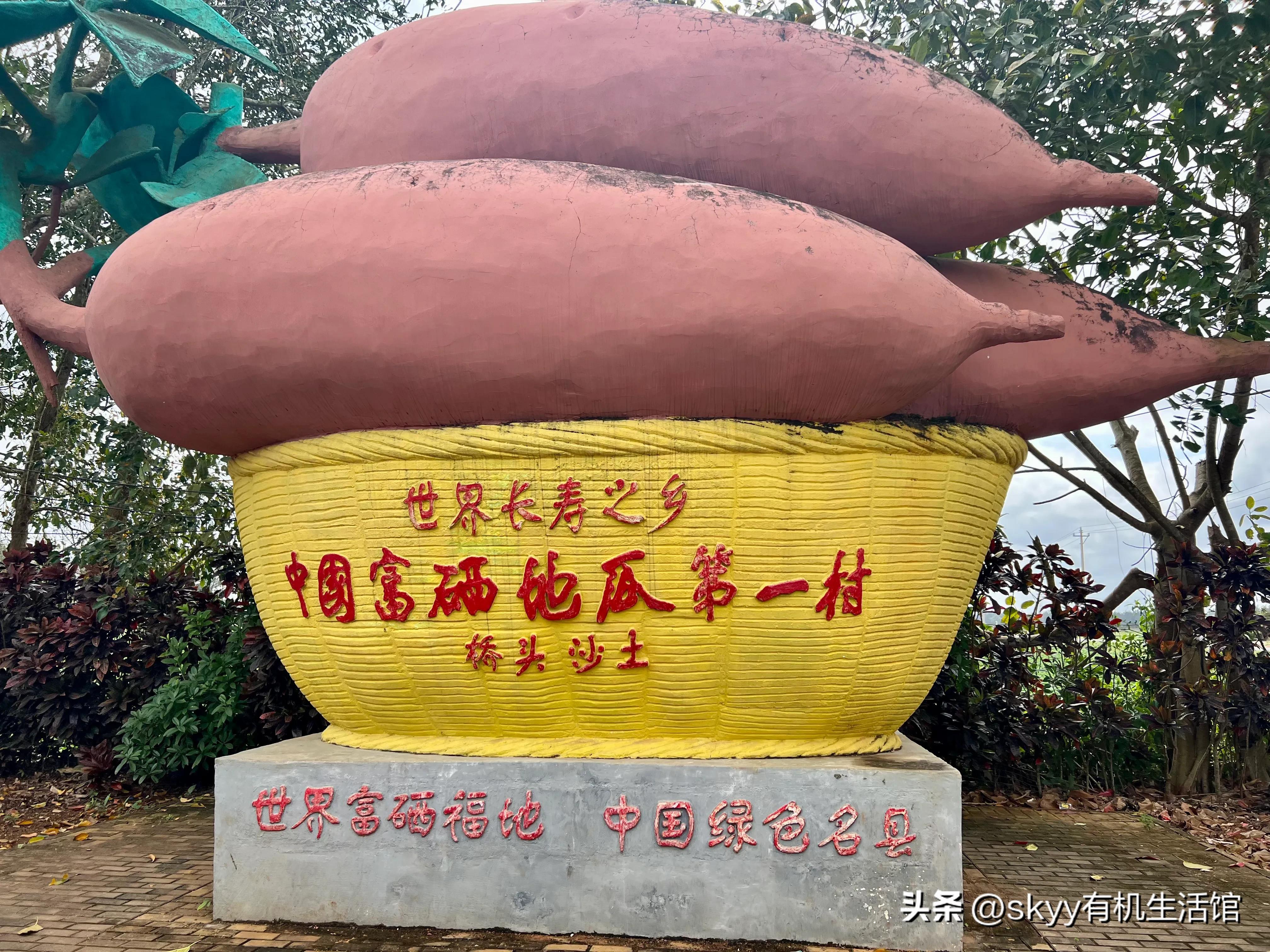 什么是富硒地瓜（富硒地瓜好吗）-硒宝网