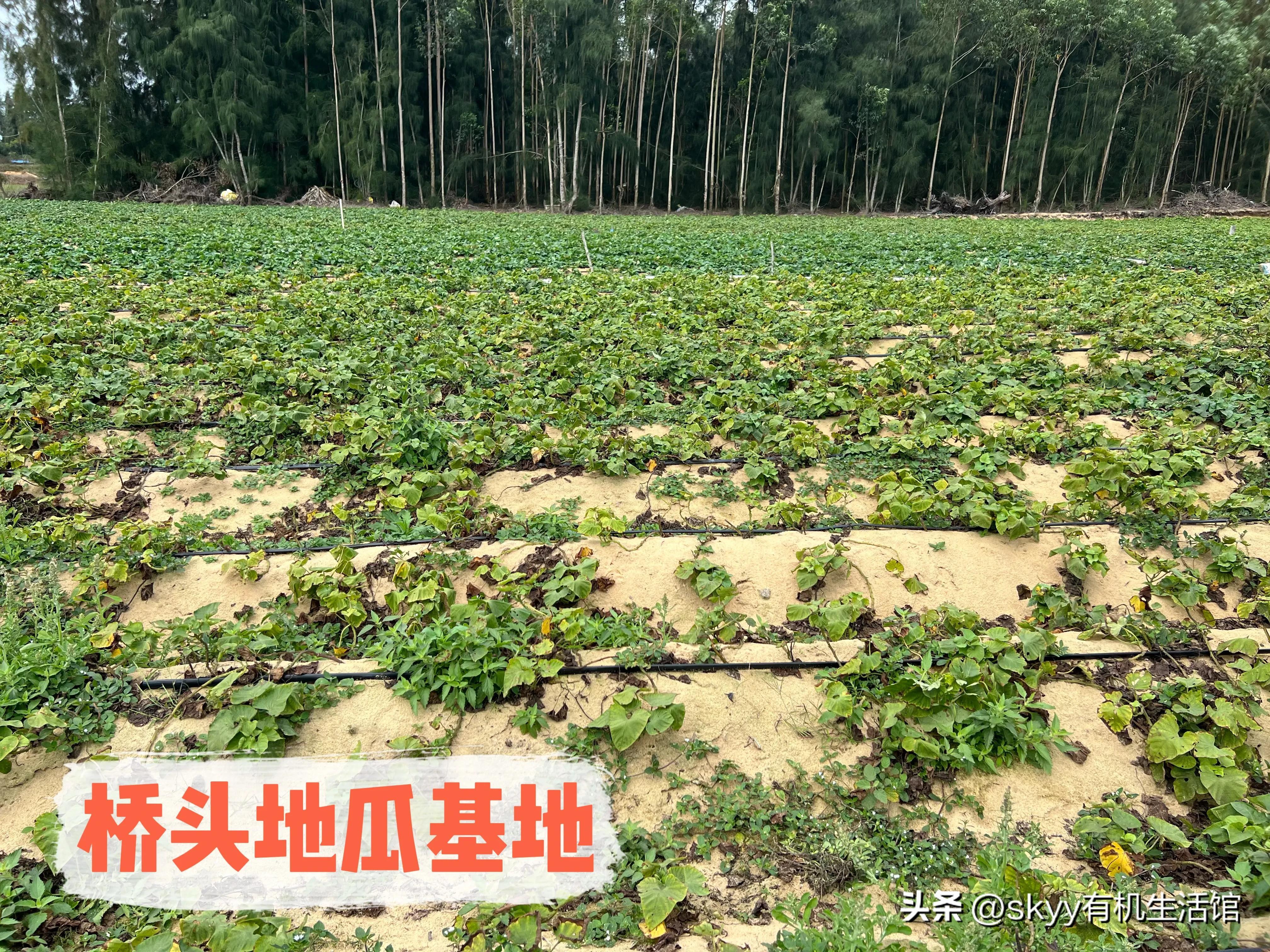 什么是富硒地瓜（富硒地瓜好吗）-硒宝网