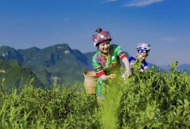 富硒藤茶的功效（富硒藤茶多少钱一斤）-硒宝网