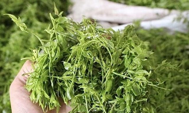 富硒藤茶的功效（富硒藤茶多少钱一斤）-硒宝网