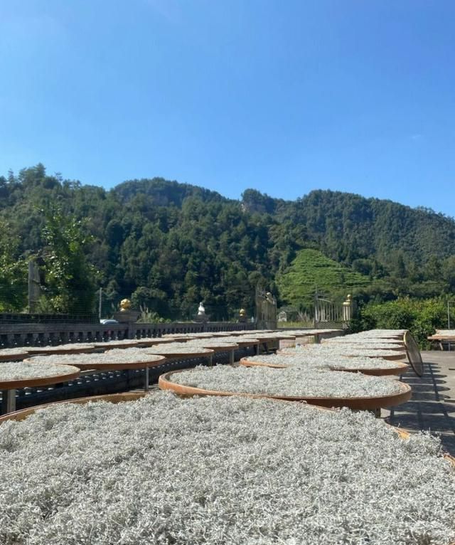 富硒藤茶的功效（富硒藤茶多少钱一斤）-硒宝网