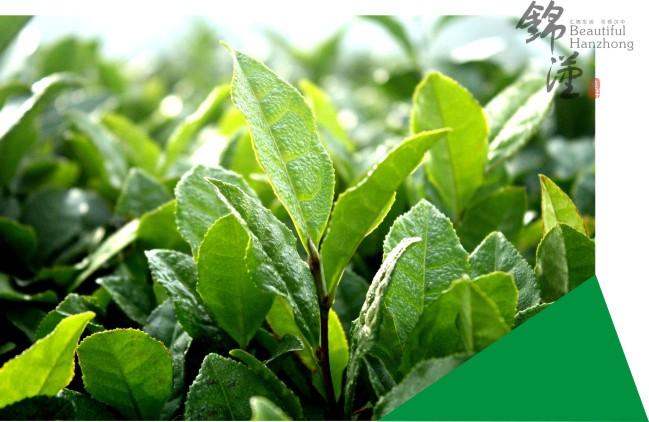 富硒茶的含硒量(茶量含富硒硒吗)-硒宝网