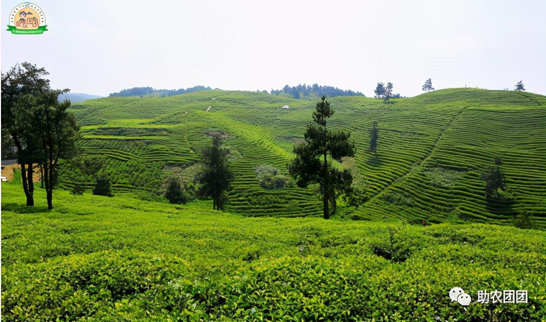 富硒茶的含硒量(茶叶含硒量)-硒宝网