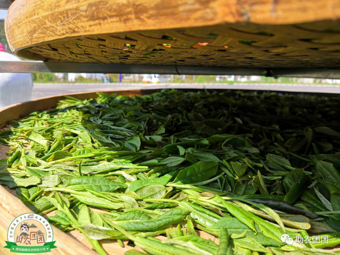 富硒茶的含硒量(茶叶含硒量)-硒宝网