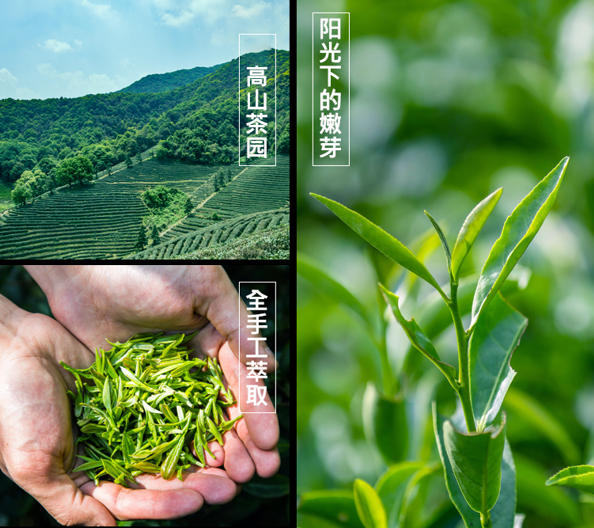 富硒茶的含硒量(茶叶富含硒)-硒宝网