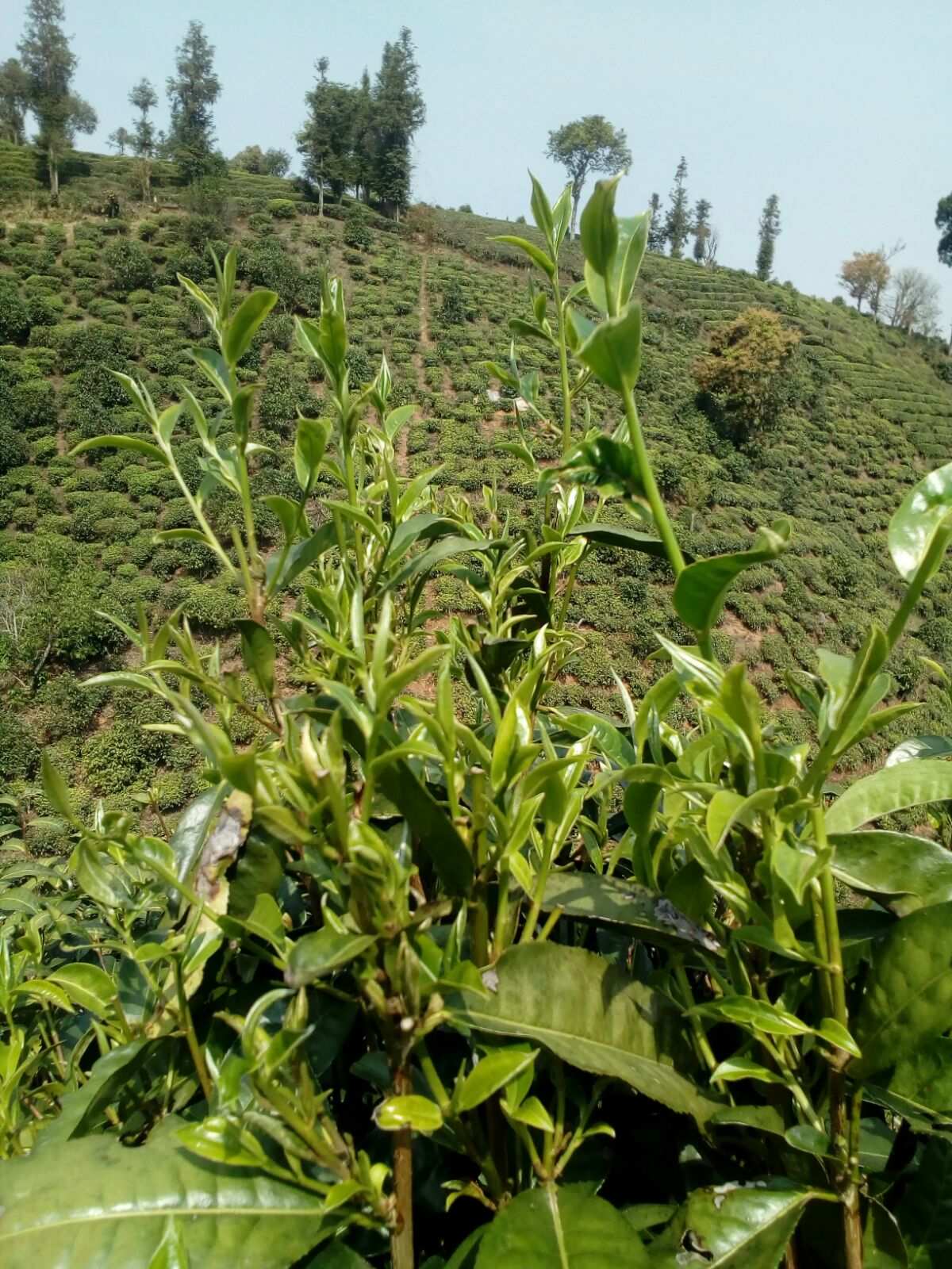 贵州富硒茶产地（贵州富硒绿茶）-硒宝网