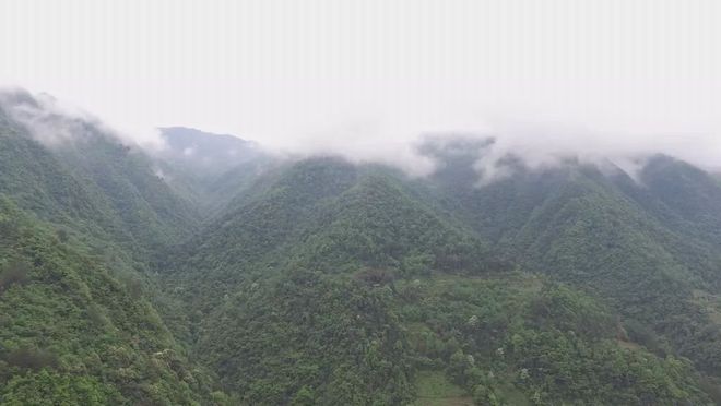 天猫恩施富硒茶(天猫茶叶)-硒宝网