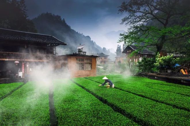 天猫恩施富硒茶(天猫茶叶)-硒宝网