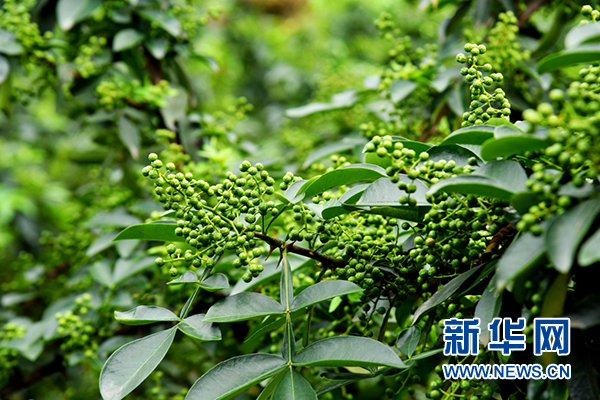 江津区富硒产品（江津区富硒产品有哪些）-硒宝网