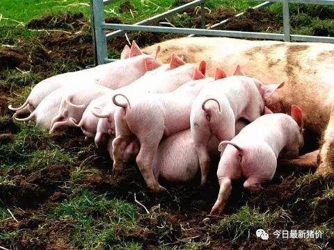 怎样给仔猪补硒（仔猪补硒的作用）-硒宝网