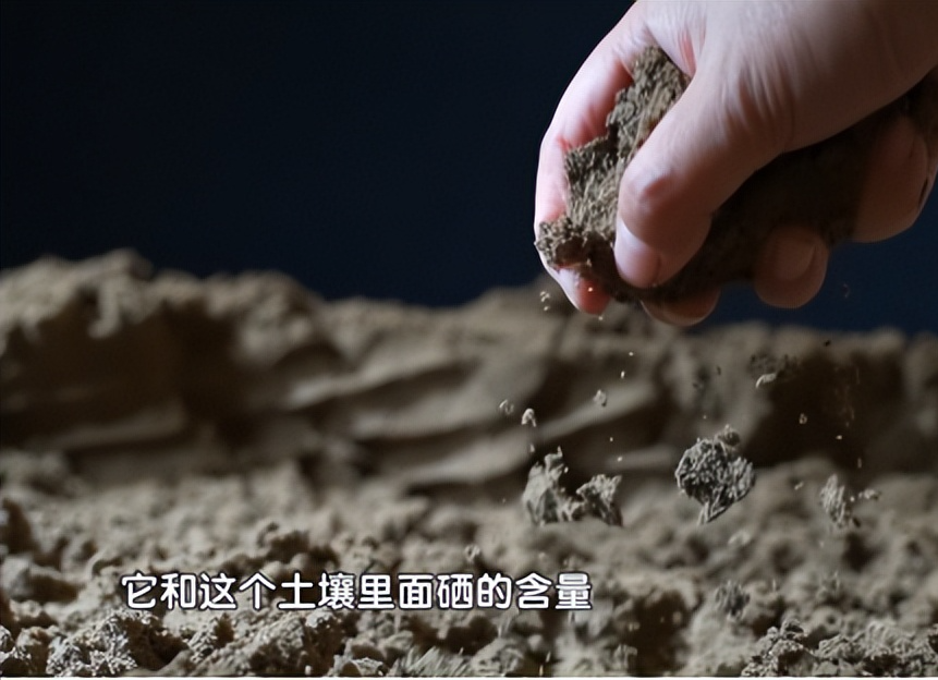 什么食物能补硒（可以补充硒的食物）-硒宝网