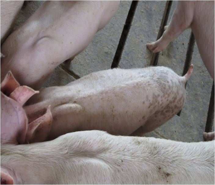 怎样给仔猪补硒（小猪补硒多少毫升）-硒宝网