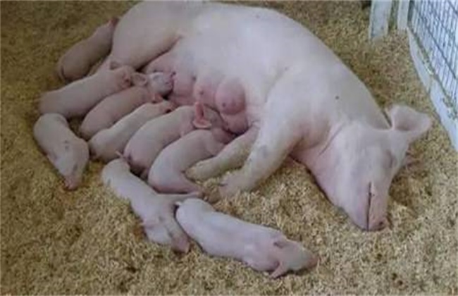 怎样给仔猪补硒（小猪补硒多少毫升）-硒宝网