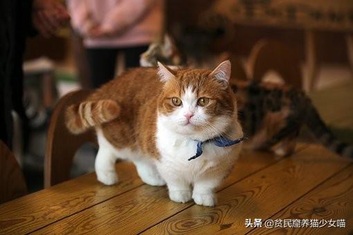 微量元素是什么怎么补(补微量元素是什么)-硒宝网