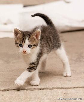 微量元素是什么怎么补(补微量元素是什么)-硒宝网