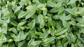 高山富硒茶功效（高山富硒茶属于什么茶）-硒宝网