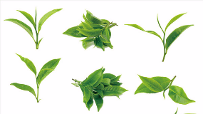 高山富硒茶功效（高山富硒茶属于什么茶）-硒宝网