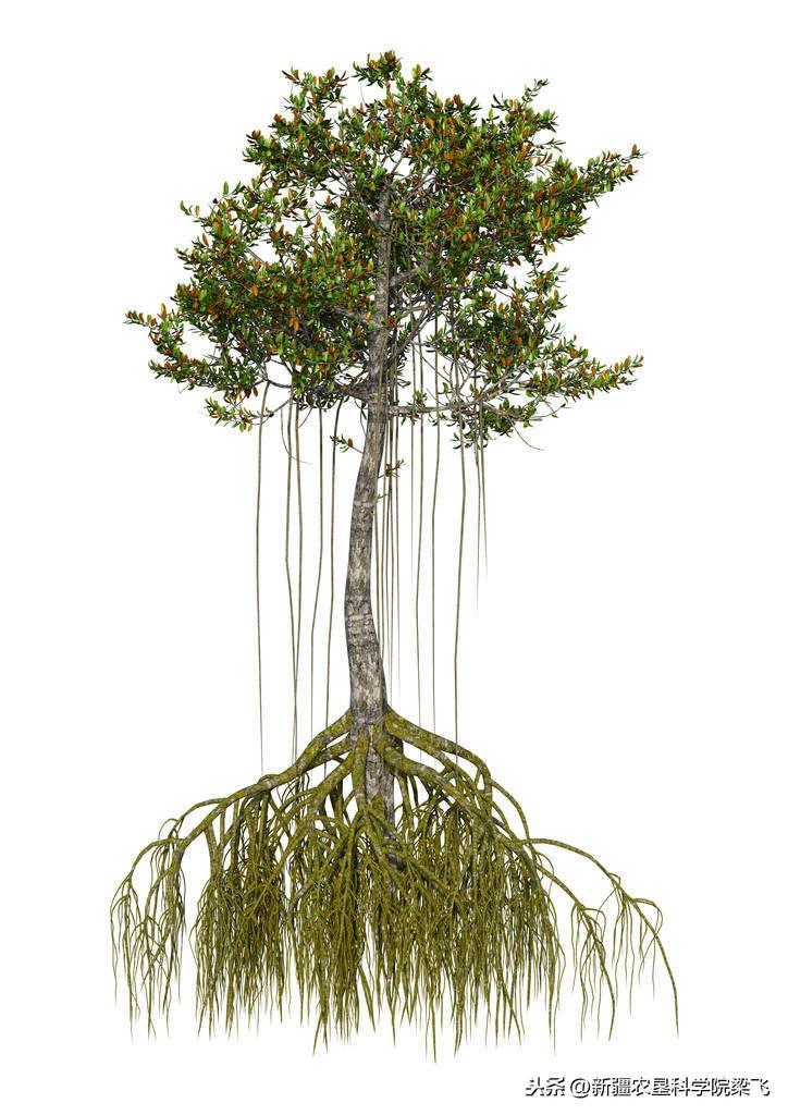 微量元素是什么怎么补(微量补元素是补什么的)-硒宝网