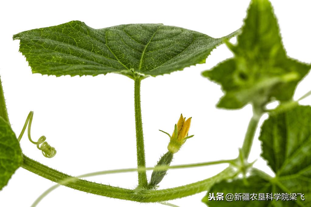 微量元素是什么怎么补(微量补元素是补什么的)-硒宝网