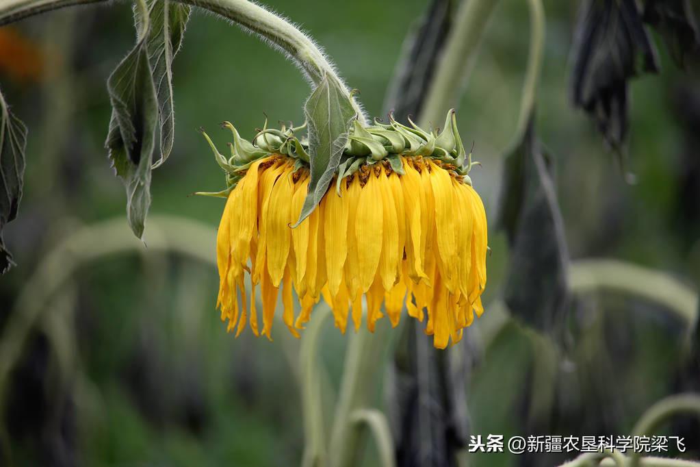 微量元素是什么怎么补(微量补元素是补什么的)-硒宝网