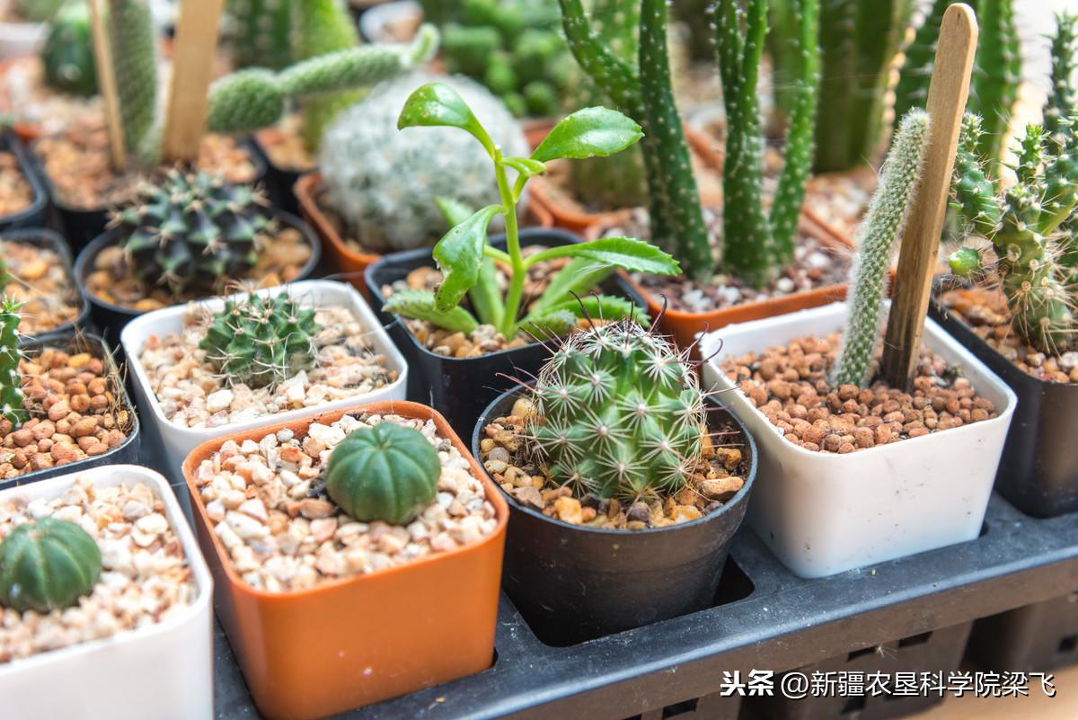 微量元素是什么怎么补(微量补元素是补什么的)-硒宝网