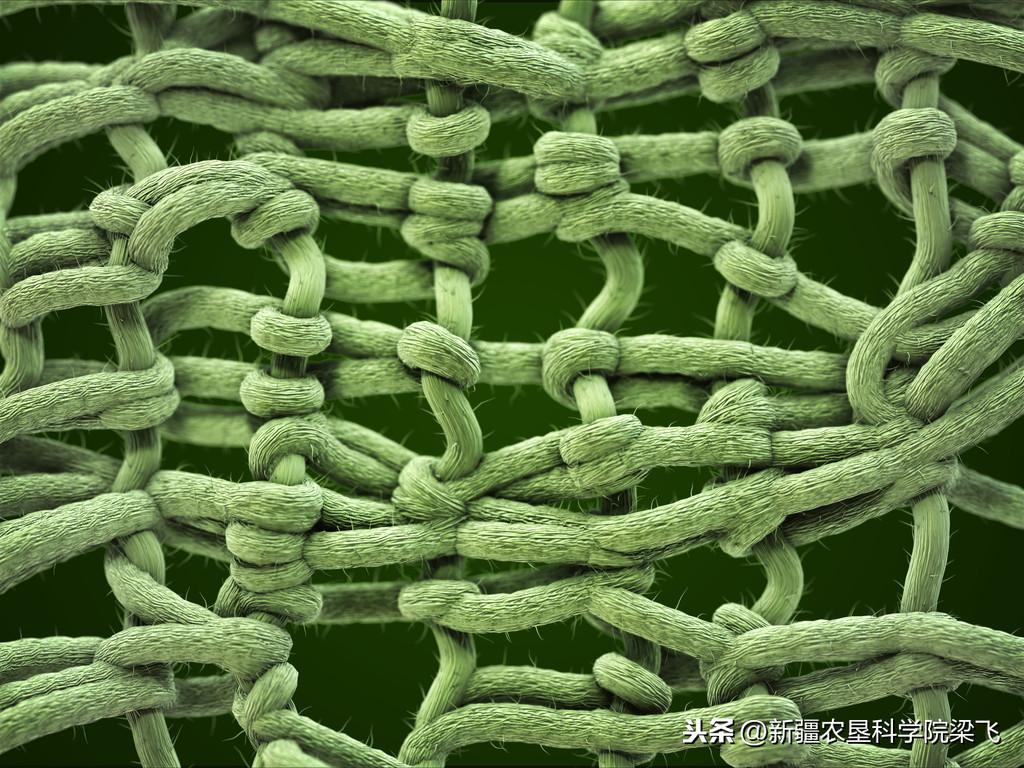 微量元素是什么怎么补(微量补元素是补什么的)-硒宝网