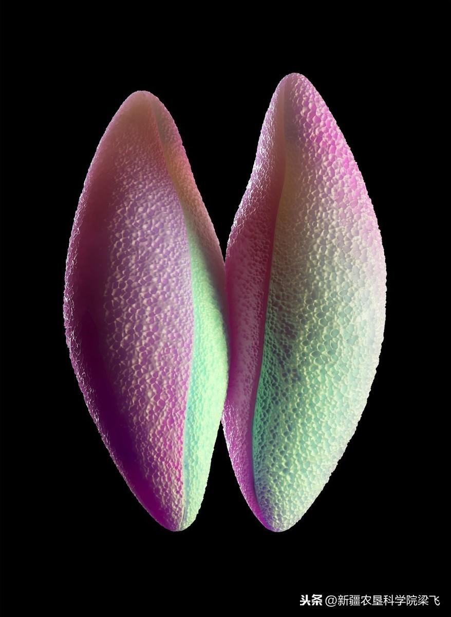 微量元素是什么怎么补(微量补元素是补什么的)-硒宝网