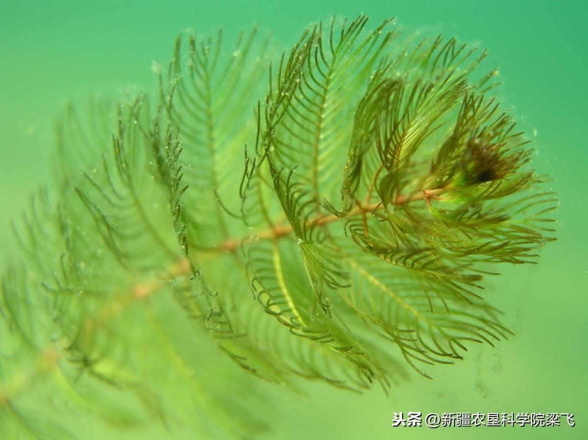 微量元素是什么怎么补(微量补元素是补什么的)-硒宝网