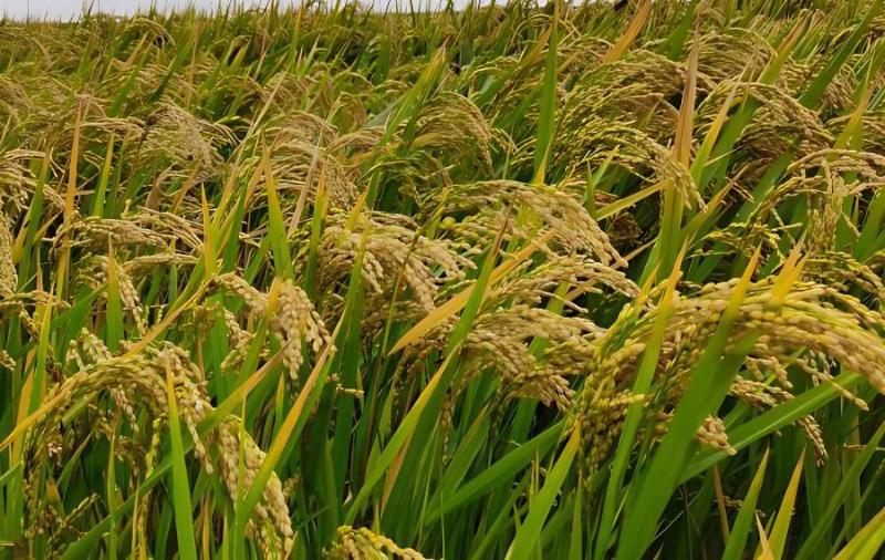 查干湖富硒大米（大米富硒标准检测）-硒宝网