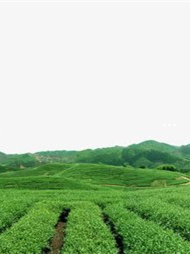 富硒清明茶价格（清明茶价格富硒多少）-硒宝网