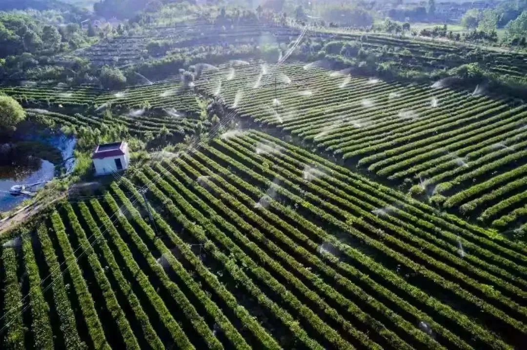 天然富硒黄酮茶(含硒和黄酮的茶叶)-硒宝网