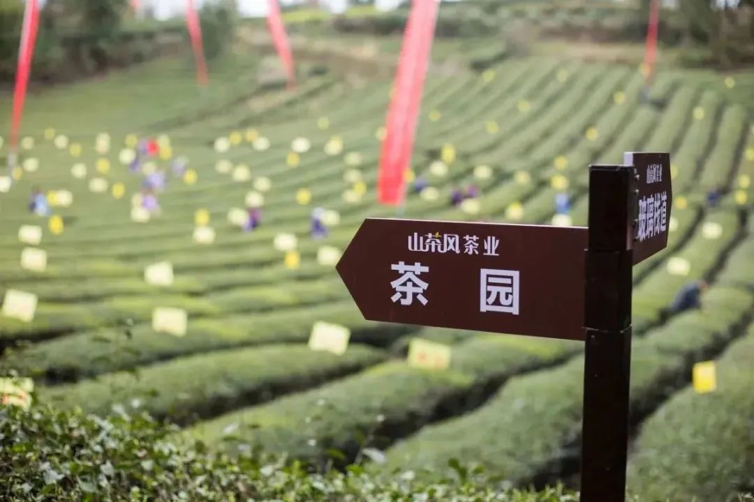 天然富硒黄酮茶(含硒和黄酮的茶叶)-硒宝网