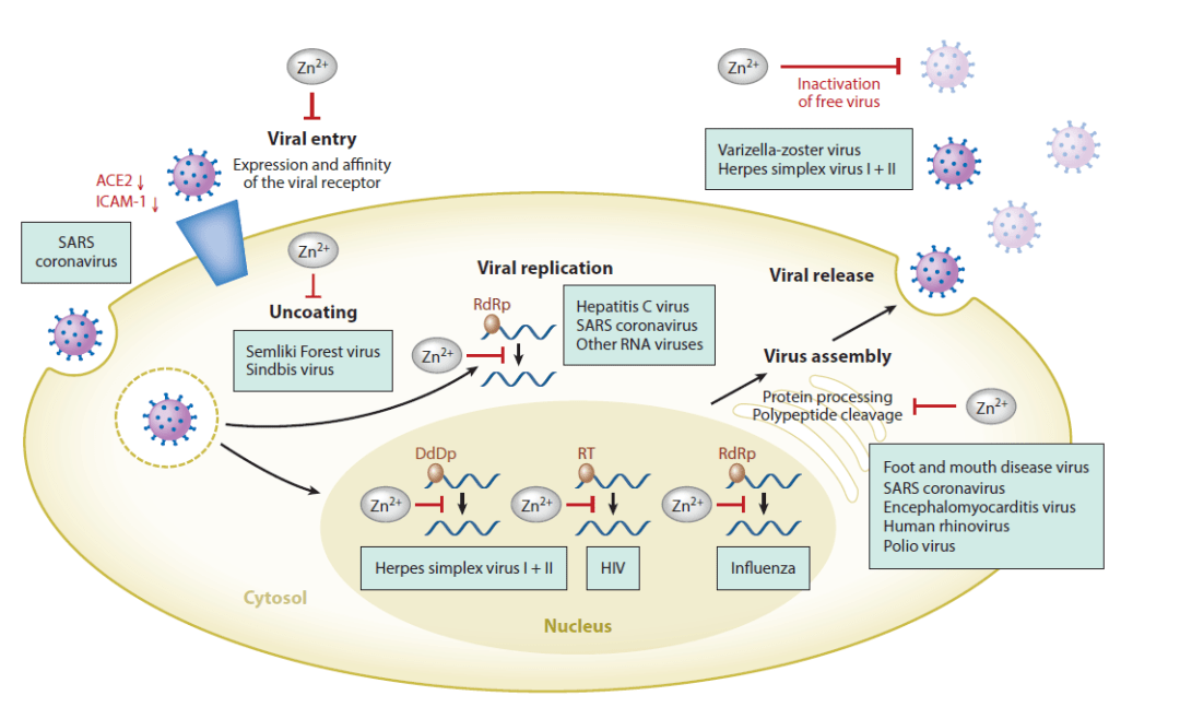 人体补硒怎么补（人身体补硒有什么好处）-硒宝网