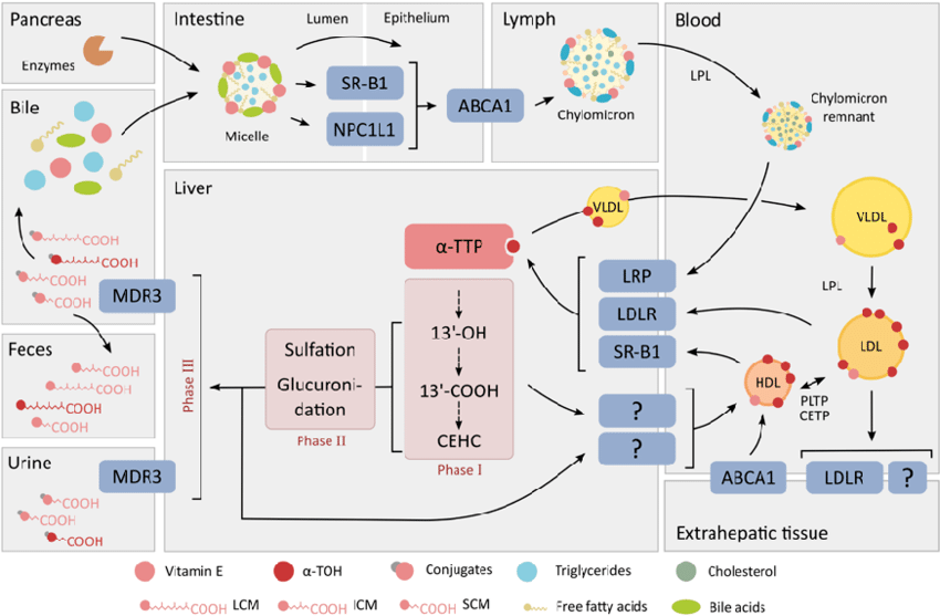 疫情下补多少硒(新硒望科学补硒协会)-硒宝网