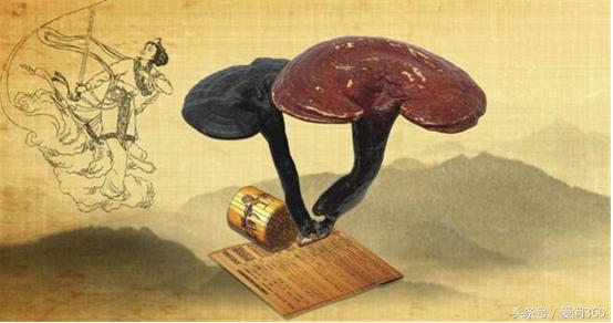 灵芝为什么补硒（灵芝含硒多少毫克）-硒宝网